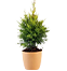 Golden Cypress Plants with Organics Bio Peat in Pune