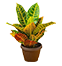 petra croton plant in Maharashtra