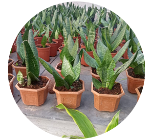 premium bio peat in Pune and Mumbai