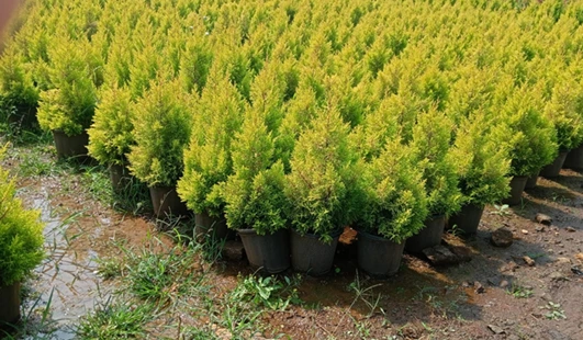 Best indoor plant suppliers in Pune