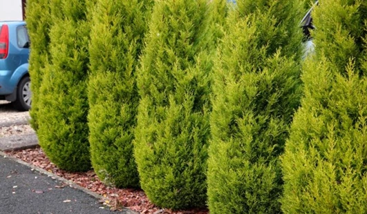 Best indoor plant suppliers in Pune