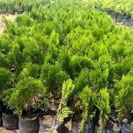 Green Cypress in Pune, Nashik, Maharashtra