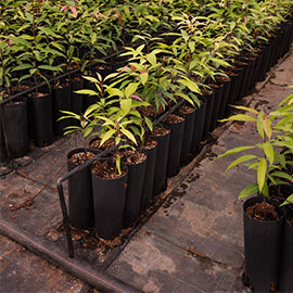 Coco Peat Grow Bags in Pune, Nashik, Maharashtra