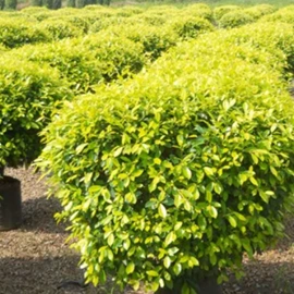organics bio peat in Pune