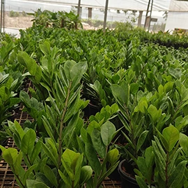 Organic growing media for plants in Pune