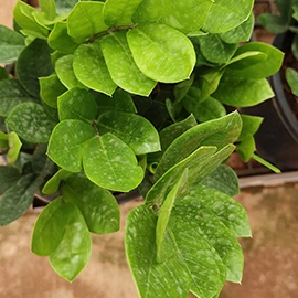 Bio peat for gardening in Pune