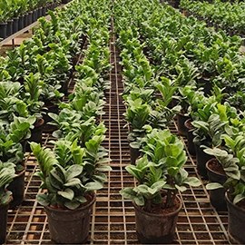 organic soil enhancer in Mumbai