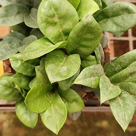 Outdoor ornamental plants in Pune
