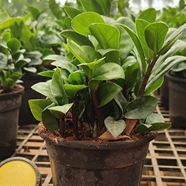 organic soil enhancer in Mumbai