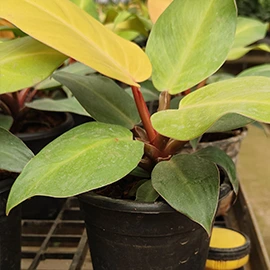 organic plant nursery in Mumbai