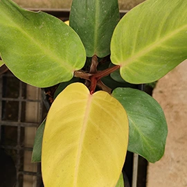local plant store in Mumbai