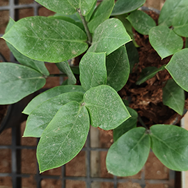 budget-friendly plant shop Pune