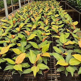 budget-friendly plant shop Pune