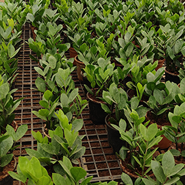 best plant shop in Pune