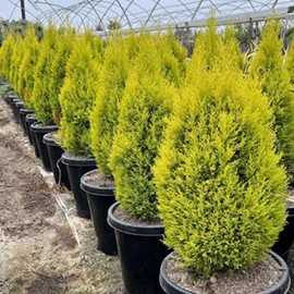 organics bio peat in Maharashtra
