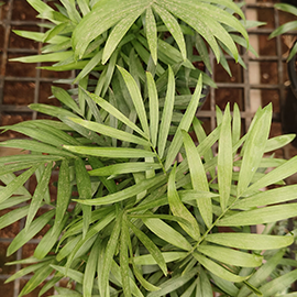 best plant shop in Pune