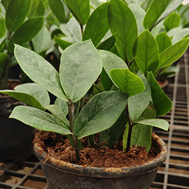 decorative plant shop in Mumbai