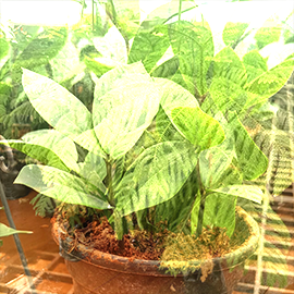 decorative plant shop in Pune