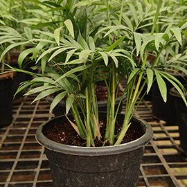 decorative plant shop in Pune