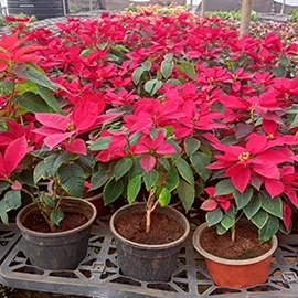 organic planting mix in Mumbai