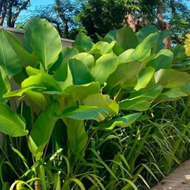 nursery in pune