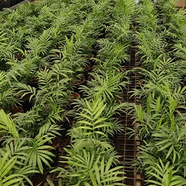 Organic growing media for plants in Pune