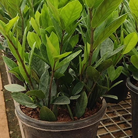 Bio peat for gardening in Pune