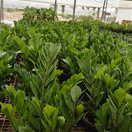 Green philodendron with organics bio peat in Pune
