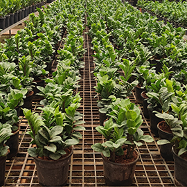 Green philodendron with organics bio peat in Maharashtra