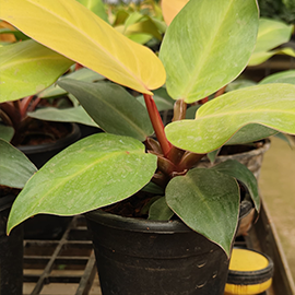 Sensiveria  plant with organics bio peat in Pune