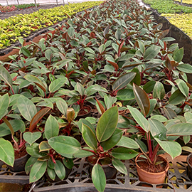 Philodendron Green Indoor Plant in Pune