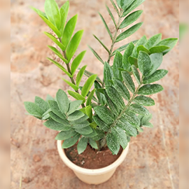 Plant nursery with bio peat in Maharashtra