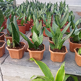 Sensiveria Plant in Pune