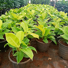 yellow philodendron in Pune