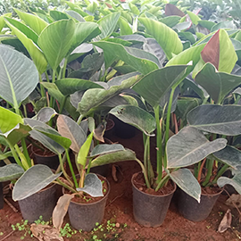 black philodendron in Pune