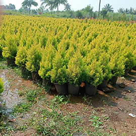 Golden Cypress Plant in Pune