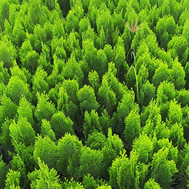 Morpankhi Plant in Pune,maharashtra