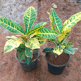 Croton Petra Plant in Maharashtra