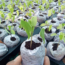 papaya seedlings in Pune