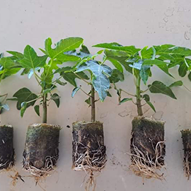 Decorative elli pot with bio peat in Mumbai