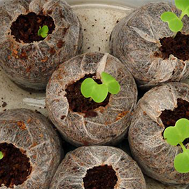 Germination in Pune,maharashtra 