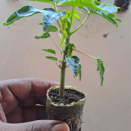 Organics Biopeat in Pune,maharashtra 