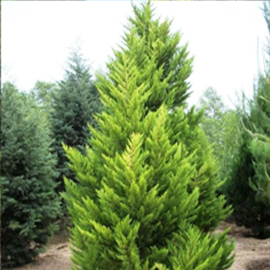 Golden Cypress Plant in Pune